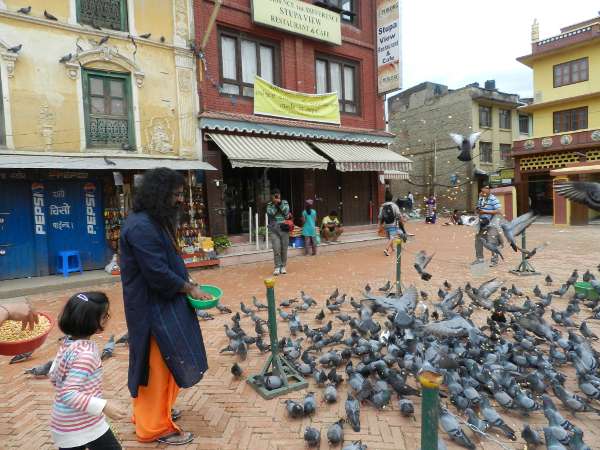 mohanji pigeons