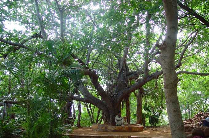 Spiritual experience under the MEDITATION TREE in Prashanti Nilayam