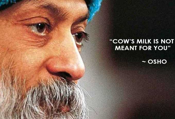 “Cow’s Milk is for her own Kids, Not for you” says Osho